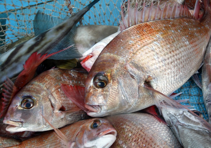 季節料理 魚吉 愛媛県 伊予灘の地魚 旬の味